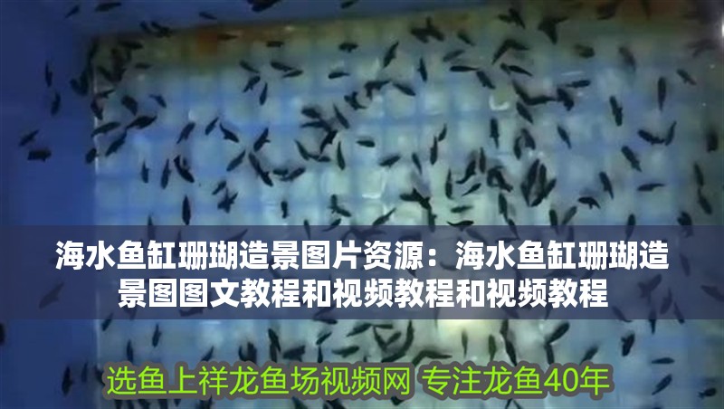 海水魚缸珊瑚造景圖片資源：海水魚缸珊瑚造景圖圖文教程和視頻教程和視頻教程