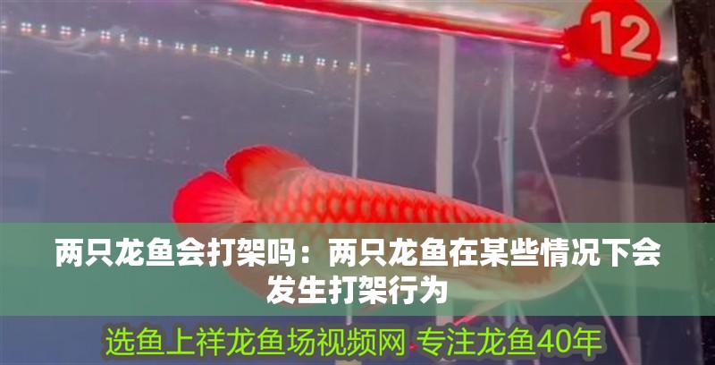 兩只龍魚會打架嗎：兩只龍魚在某些情況下會發生打架行為