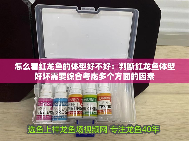 怎么看紅龍魚的體型好不好：判斷紅龍魚體型好壞需要綜合考慮多個方面的因素