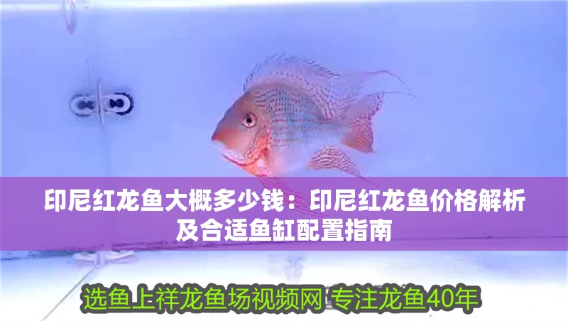 印尼紅龍魚大概多少錢：印尼紅龍魚價格解析及合適魚缸配置指南