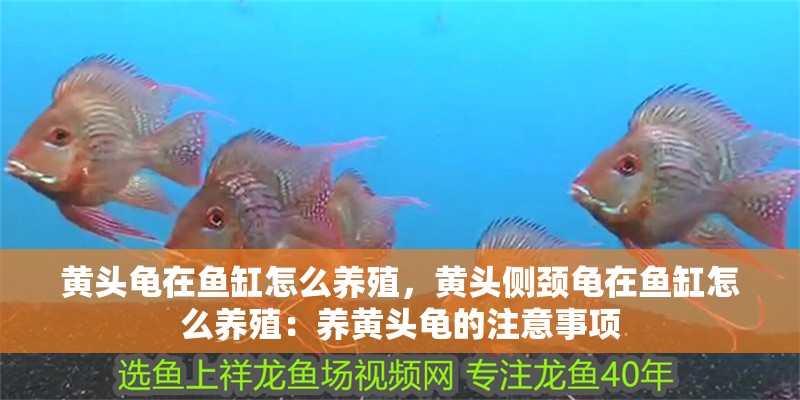 黃頭龜在魚缸怎么養殖，黃頭側頸龜在魚缸怎么養殖：養黃頭龜的注意事項