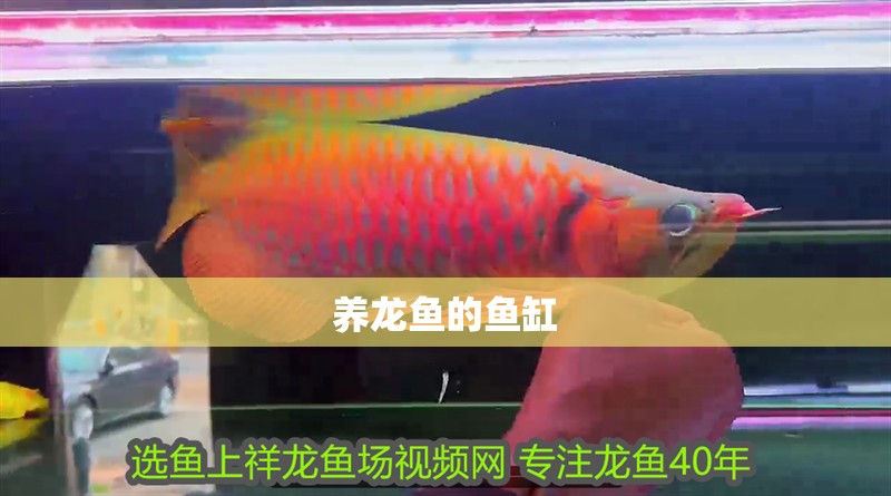 養龍魚的魚缸