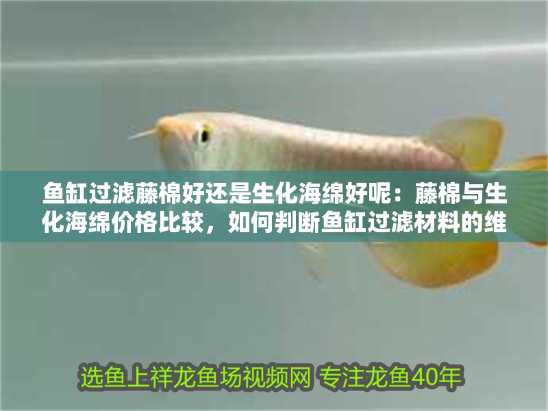魚缸過濾藤棉好還是生化海綿好呢：藤棉與生化海綿價(jià)格比較，如何判斷魚缸過濾材料的維護(hù)技巧
