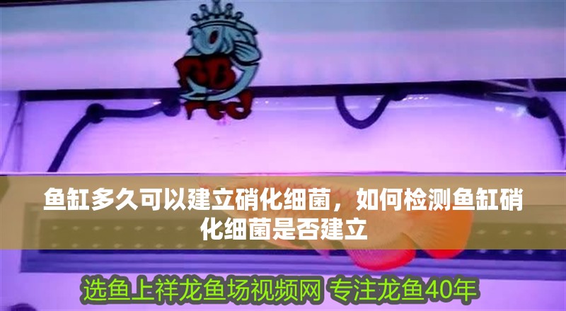 魚缸多久可以建立硝化細菌，如何檢測魚缸硝化細菌是否建立