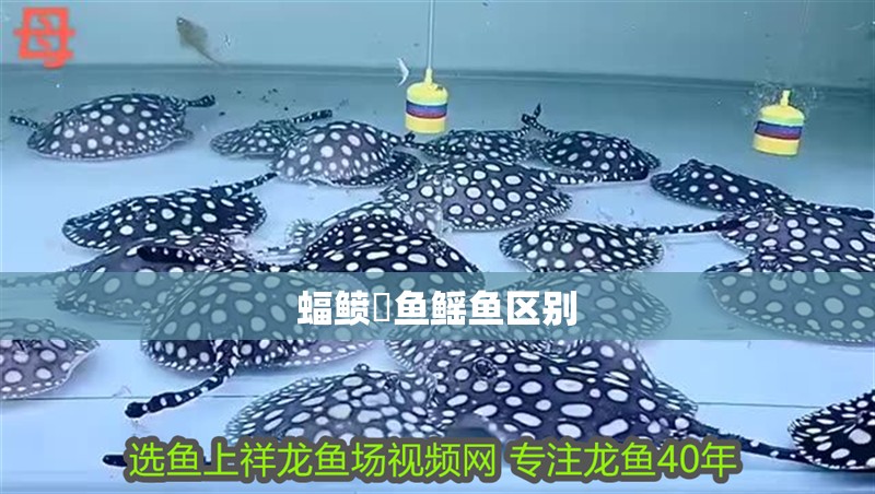 蝠鲼魟魚鰩魚區別