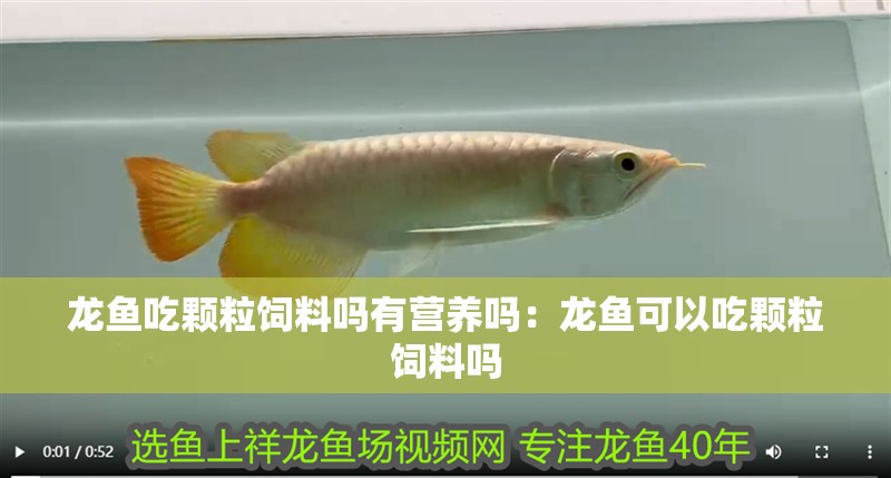 龍魚吃顆粒飼料嗎有營養(yǎng)嗎：龍魚可以吃顆粒飼料嗎