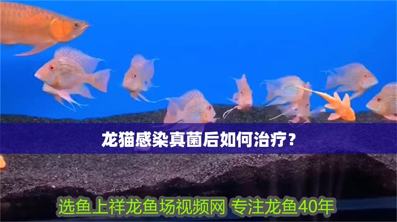 龍貓感染真菌后如何治療？