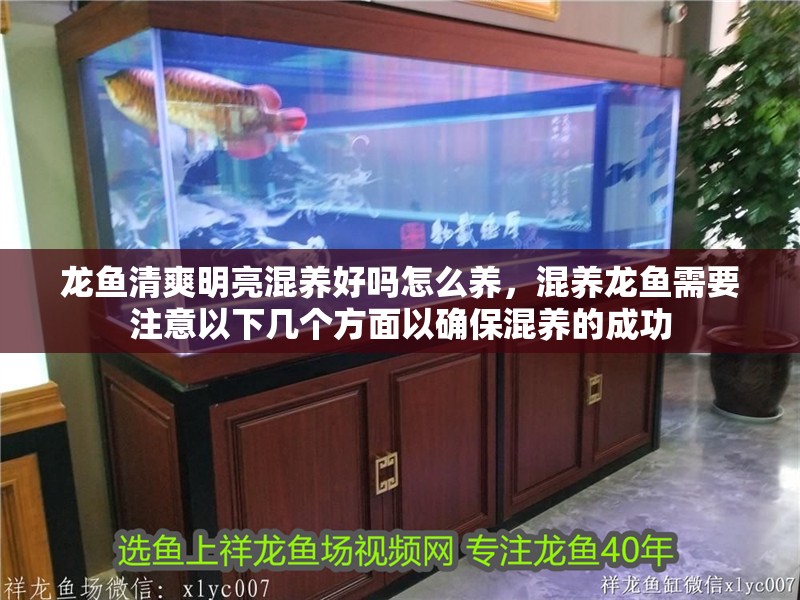 龍魚清爽明亮混養好嗎怎么養，混養龍魚需要注意以下幾個方面以確?；祓B的成功