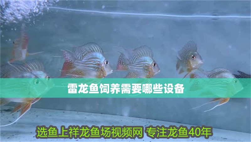 雷龍魚飼養需要哪些設備