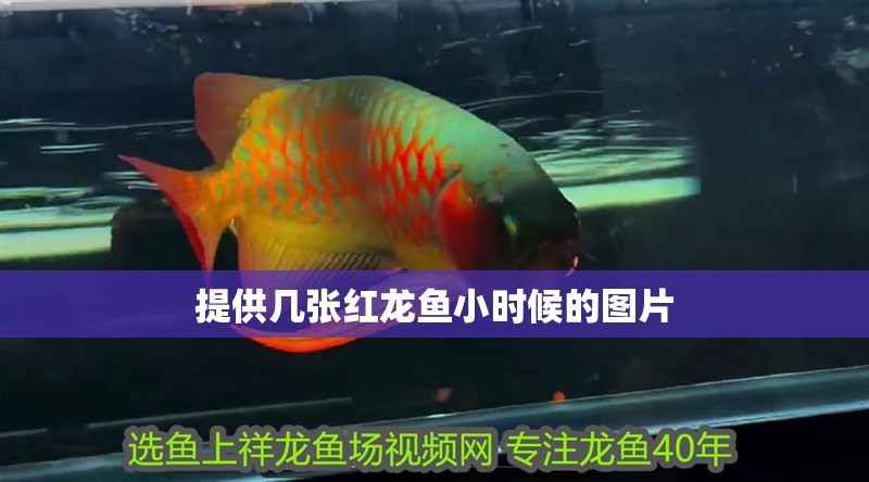 魚缸用增氧泵價格是多少:魚缸增氧機-xtrac增氧機-xtrac增氧機 提供幾張紅龍魚小時候的圖片 龍魚論壇 提供幾張紅龍魚小時候的圖片 提供幾張紅龍魚小時候的圖片 龍魚論壇