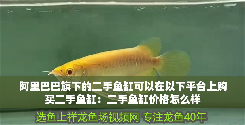 阿里巴巴旗下的二手魚缸可以在以下平臺上購買二手魚缸：二手魚缸價格怎么樣
