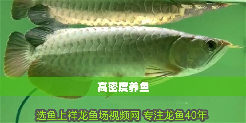 高密度養(yǎng)魚 高密度養(yǎng)魚 龍魚論壇