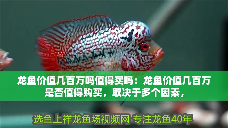 龍魚價值幾百萬嗎值得買嗎：龍魚價值幾百萬是否值得購買，取決于多個因素，