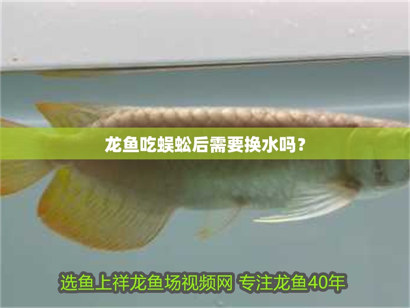 龍魚吃蜈蚣后需要換水嗎？ 龍魚吃蜈蚣后需要換水嗎？ 水族問答