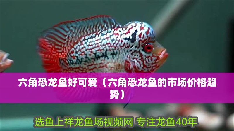 六角恐龍魚好可愛（六角恐龍魚的市場(chǎng)價(jià)格趨勢(shì)）