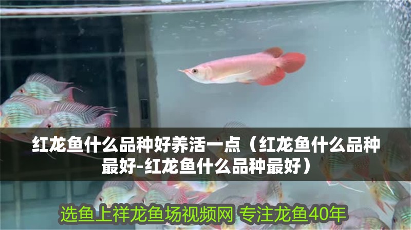 紅龍魚什么品種好養活一點（紅龍魚什么品種最好-紅龍魚什么品種最好）