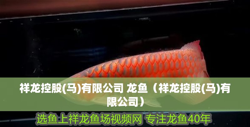 什么魚能和龍魚、虎魚混養(yǎng)(龍魚能和虎魚混養(yǎng)嗎) 祥龍控股(馬)有限公司 龍魚(祥龍控股(馬)有限公司) 龍魚百科 祥龍控股(馬)有限公司 龍魚(祥龍控股(馬)有限公司) 祥龍控股(馬)有限公司 龍魚(祥龍控股(馬)有限公司) 龍魚百科