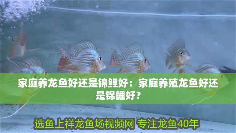 家庭養龍魚好還是錦鯉好：家庭養殖龍魚好還是錦鯉好？