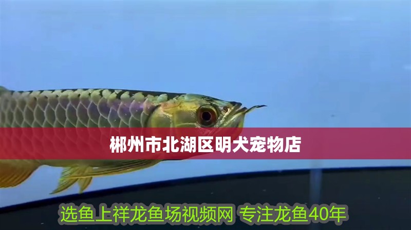 郴州市<strong><mark>北湖</mark></strong>區明犬寵物店