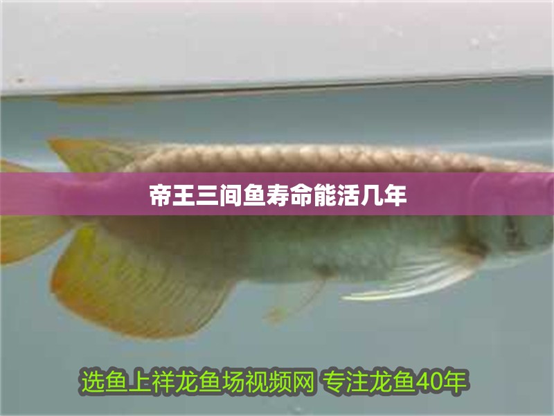 帝王三間魚壽命能活幾年