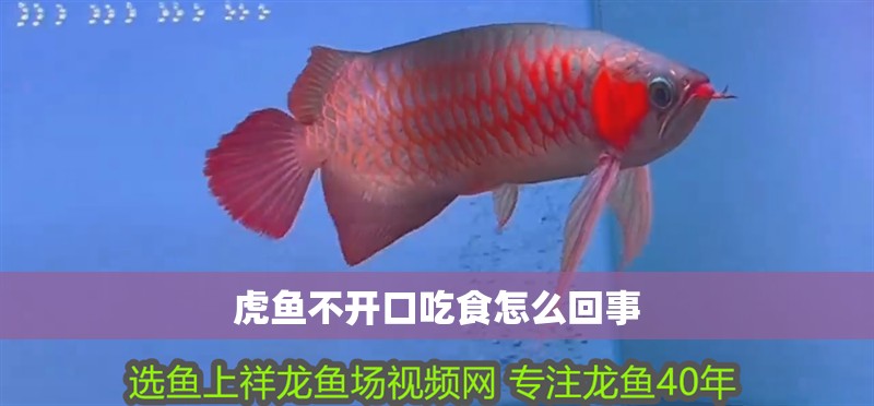 虎魚不開口吃食怎么回事