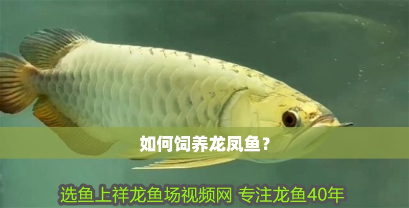如何飼養龍鳳魚？