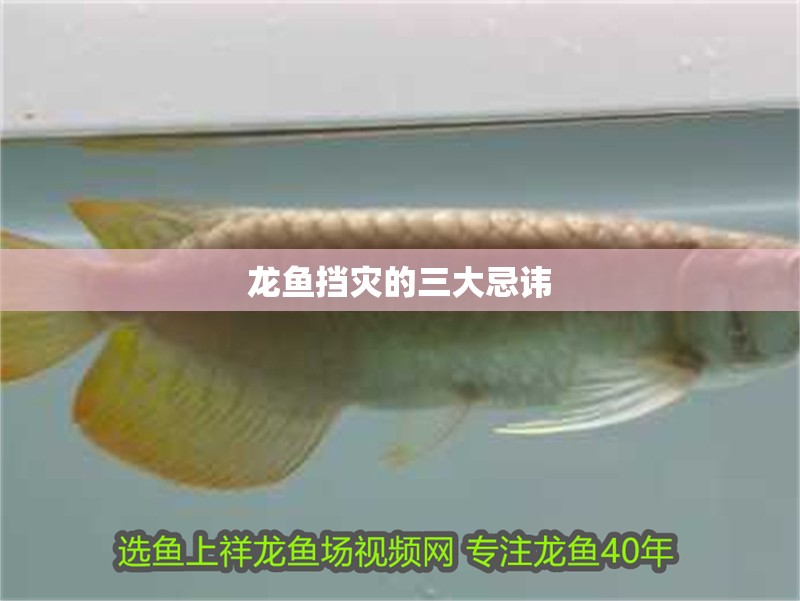 龍魚擋災(zāi)的三大忌諱