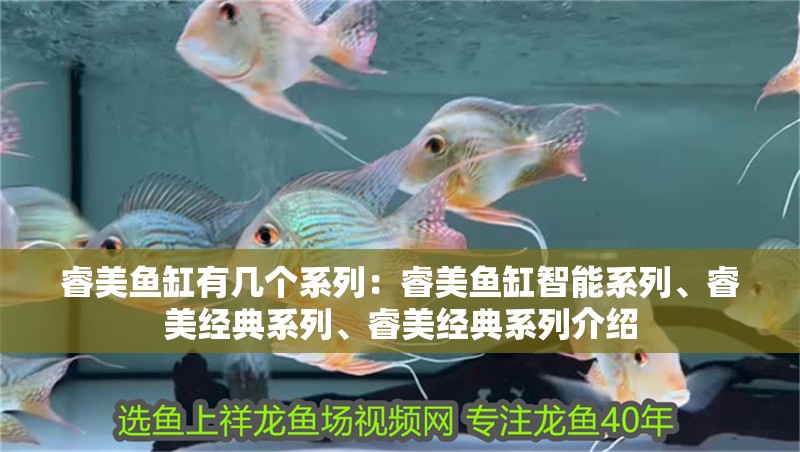 睿美魚缸有幾個系列：睿美魚缸智能系列、睿美經典系列、睿美經典系列介紹