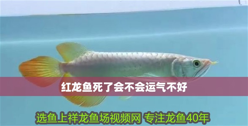 紅龍魚死了會(huì)不會(huì)運(yùn)氣不好