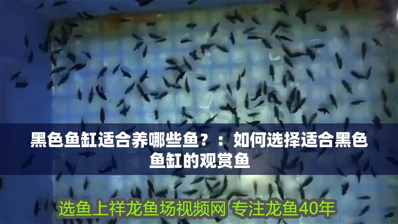 黑色魚缸適合養(yǎng)哪些魚？：如何選擇適合黑色魚缸的觀賞魚