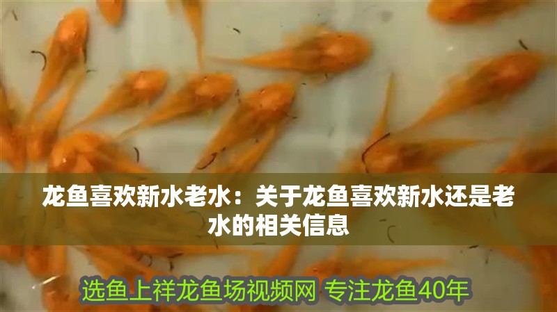 龍魚喜歡新水老水：關(guān)于龍魚喜歡新水還是老水的相關(guān)信息