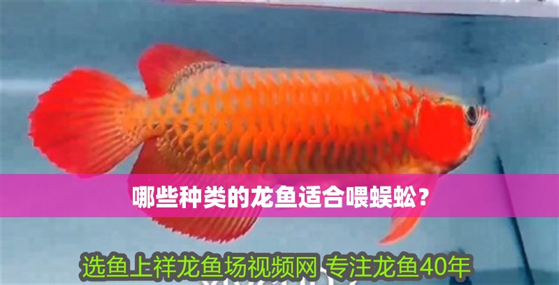 哪些種類的龍魚適合喂蜈蚣？