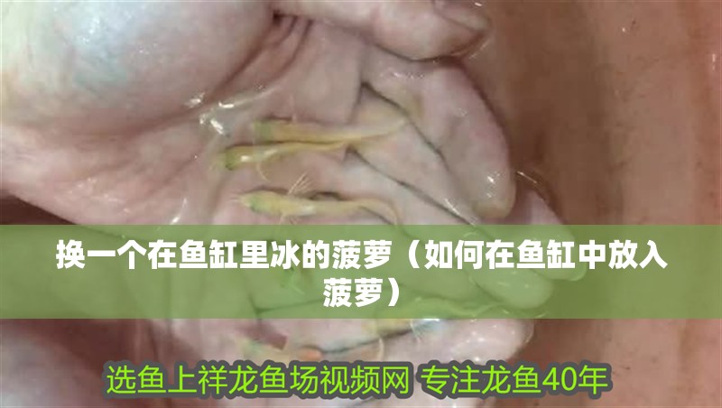 換一個在魚缸里冰的菠蘿（如何在魚缸中放入菠蘿）