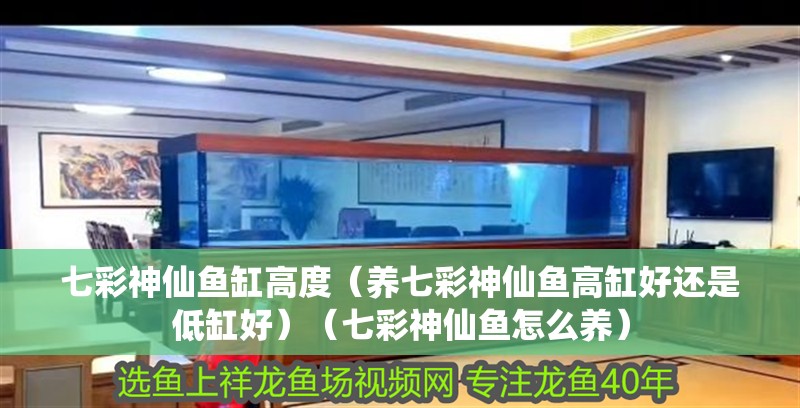 七彩神仙魚缸高度（養七彩神仙魚高缸好還是低缸好）（七彩神仙魚怎么養）