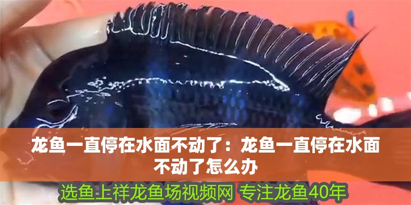 龍魚一直停在水面不動了：龍魚一直停在水面不動了怎么辦
