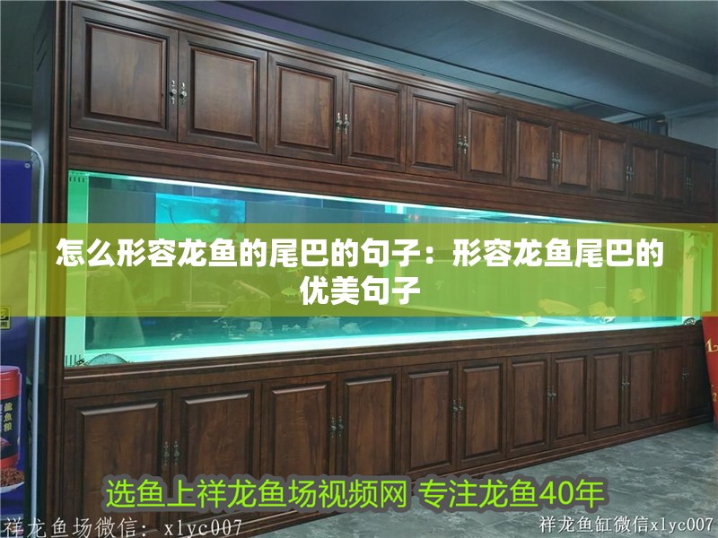 怎么形容龍魚(yú)的尾巴的句子：形容龍魚(yú)尾巴的優(yōu)美句子