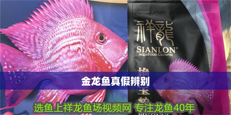 金龍魚真假辨別