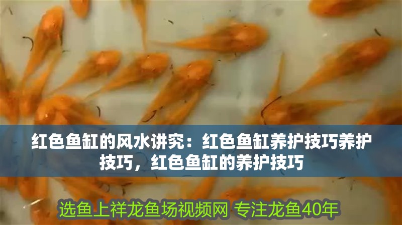 紅色魚(yú)缸的風(fēng)水講究：紅色魚(yú)缸養(yǎng)護(hù)技巧養(yǎng)護(hù)技巧，紅色魚(yú)缸的養(yǎng)護(hù)技巧