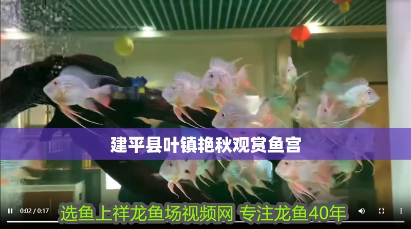 建平縣葉鎮艷秋觀賞魚宮