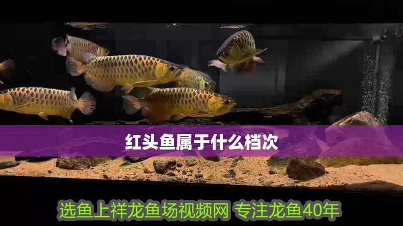 紅頭魚屬于什么檔次