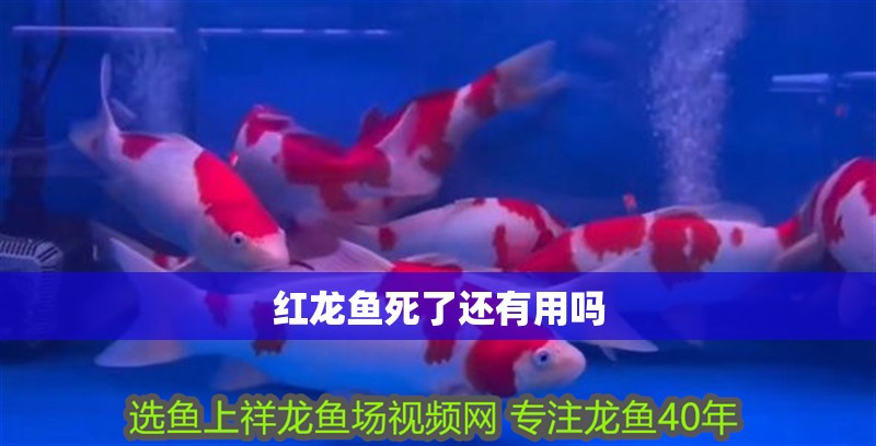 紅龍魚死了還有用嗎