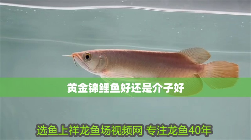 黃金錦鯉魚好還是介子好