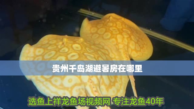 貴州千島湖避暑房在哪里 貴州千島湖避暑房在哪里 龍魚(yú)論壇
