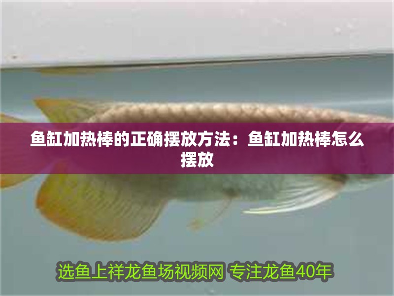 魚缸加熱棒的正確擺放方法：魚缸加熱棒怎么擺放