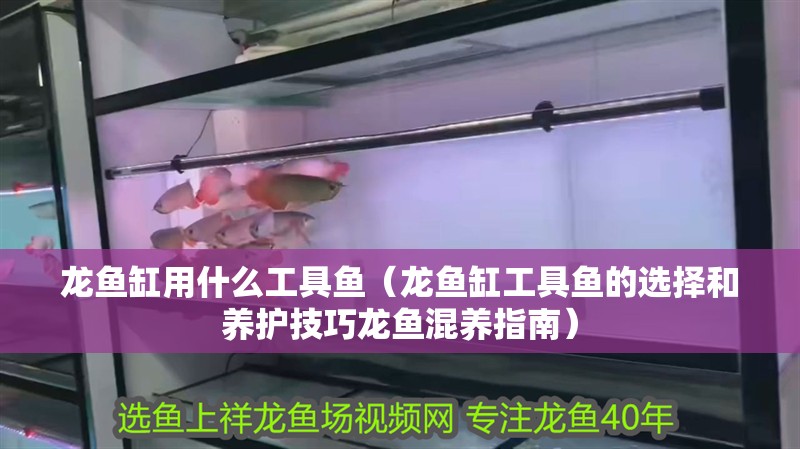 龍魚缸用什么工具魚（龍魚缸工具魚的選擇和養護技巧龍魚混養指南）