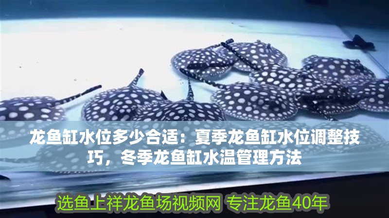 龍魚缸水位多少合適：夏季龍魚缸水位調整技巧，冬季龍魚缸水溫管理方法