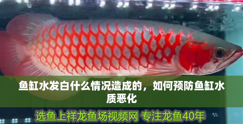 魚缸水發白什么情況造成的，如何預防魚缸水質惡化