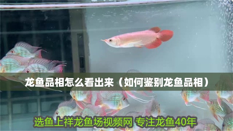 龍魚品相怎么看出來（如何鑒別龍魚品相）