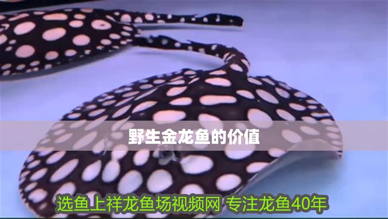 野生金龍魚的價值