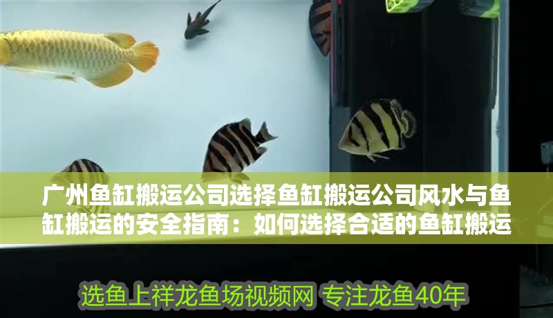 廣州魚缸搬運公司選擇魚缸搬運公司風水與魚缸搬運的安全指南：如何選擇合適的魚缸搬運公司